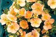 Potentilla fruticosa ‘Daydawn’- image: Floramedia